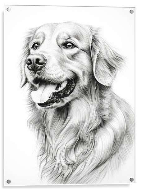 Pencil Drawing Golden Retriever Acrylic by Steve Smith