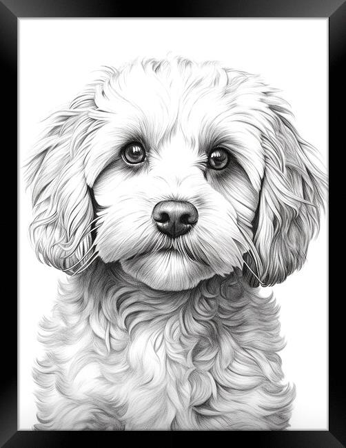 Pencil Drawing Cockapoo Framed Print by Steve Smith
