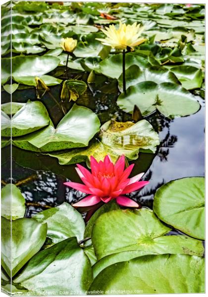 Monserrate Park Palace Garden Water Lilies Canvas Print by Steven Dale