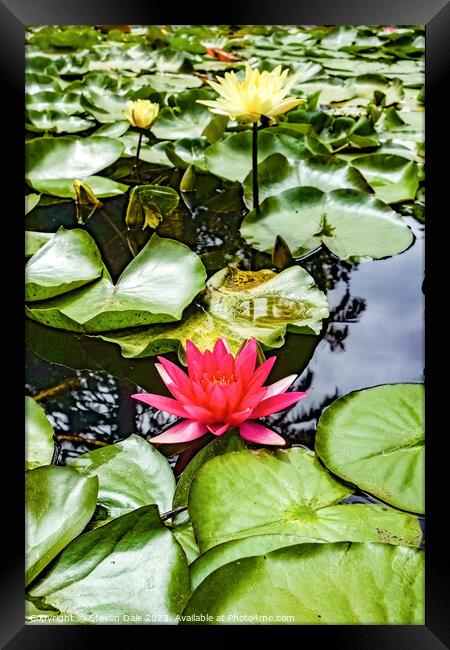 Monserrate Park Palace Garden Water Lilies Framed Print by Steven Dale