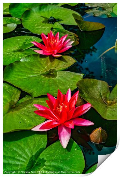 Monserrate Park Palace Garden Pink Water Lilies Print by Steven Dale