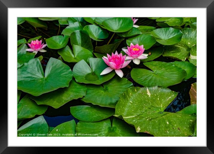 Monserrate Park Palace Pink Water Lilies Framed Mounted Print by Steven Dale