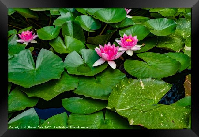 Monserrate Park Palace Pink Water Lilies Framed Print by Steven Dale