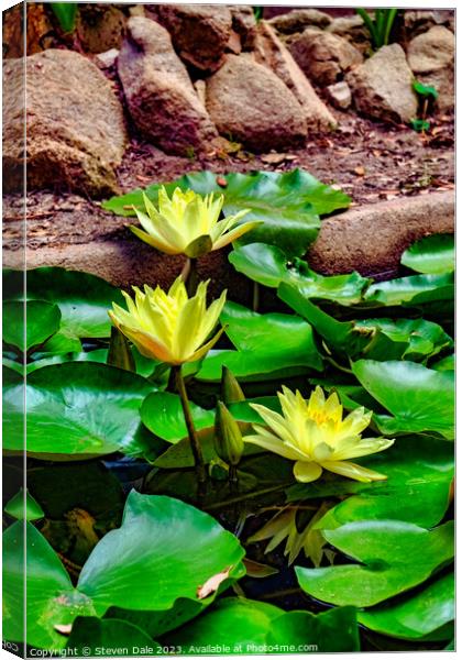 Monserrate Park Palace Garden Yellow Water Lilies Canvas Print by Steven Dale