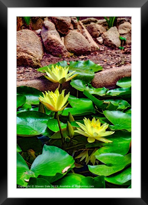 Monserrate Park Palace Garden Yellow Water Lilies Framed Mounted Print by Steven Dale