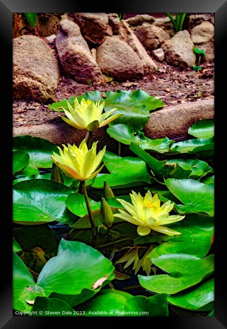Monserrate Park Palace Garden Yellow Water Lilies Framed Print by Steven Dale