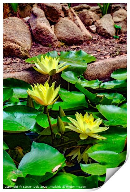 Monserrate Park Palace Garden Yellow Water Lilies Print by Steven Dale