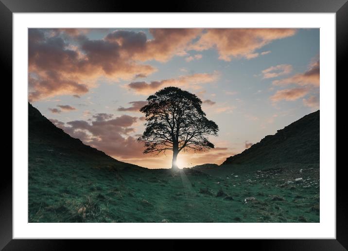 The Sycamore Tree Framed Mounted Print by Picture Wizard
