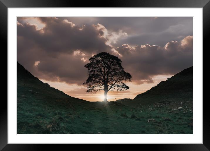 The Sycamore Tree Framed Mounted Print by Picture Wizard