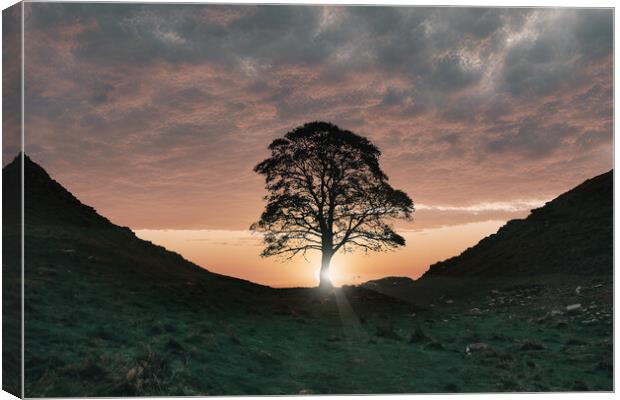 The Sycamore Tree Canvas Print by Picture Wizard