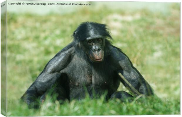 The Muscular Bonobo in the Grass Canvas Print by rawshutterbug 