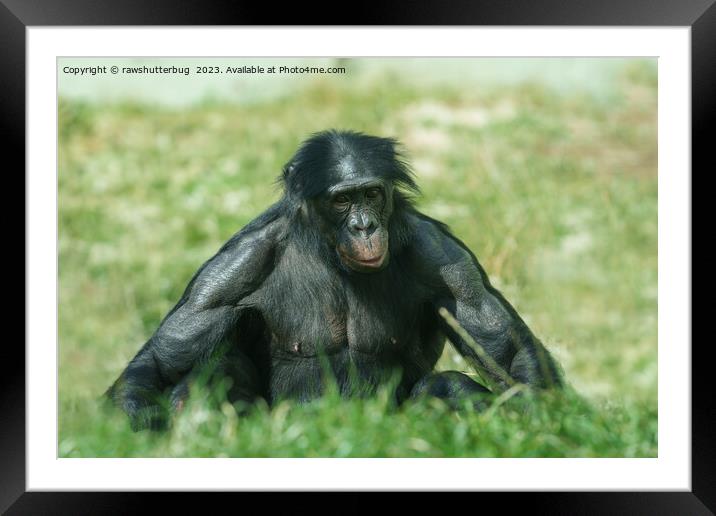 The Muscular Bonobo in the Grass Framed Mounted Print by rawshutterbug 