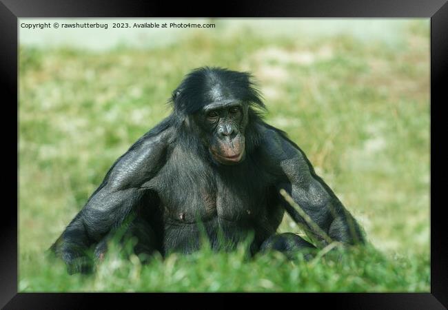 The Muscular Bonobo in the Grass Framed Print by rawshutterbug 