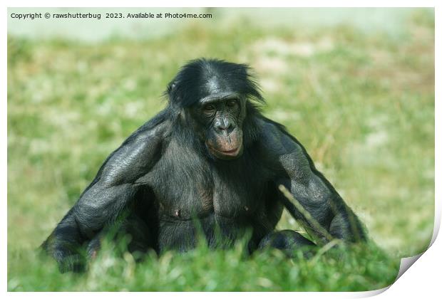 The Muscular Bonobo in the Grass Print by rawshutterbug 