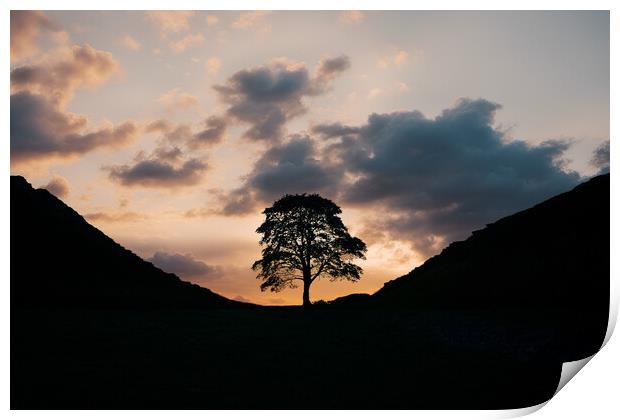 Sycamore Gap Sunrise Print by Picture Wizard