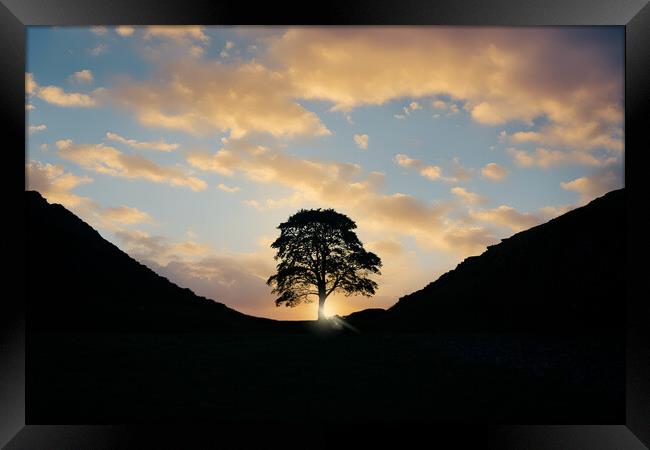 Sycamore Gap Sunrise Framed Print by Picture Wizard