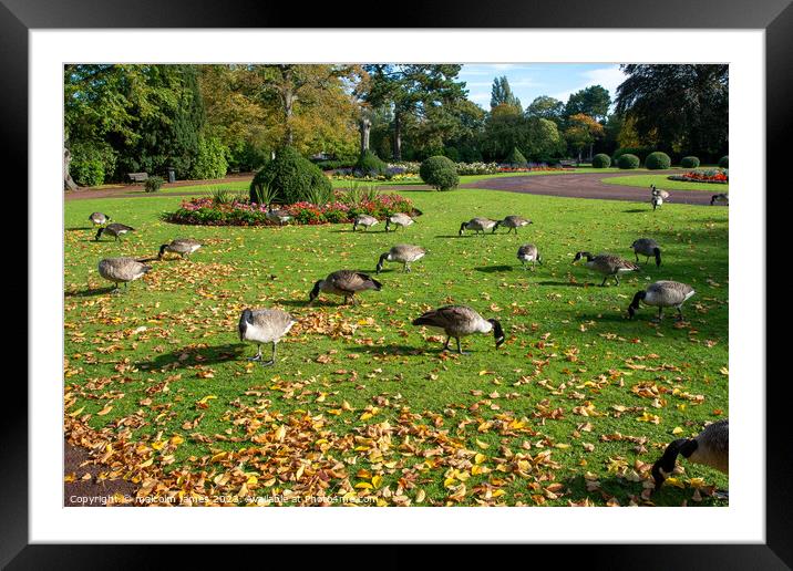 feeding geese Framed Mounted Print by malcolm james