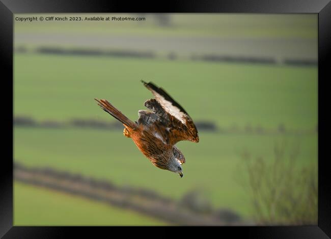 Red Kite in Flight Framed Print by Cliff Kinch