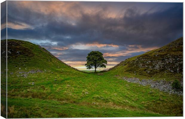 Sycamore Gap Canvas Print by Roger Green