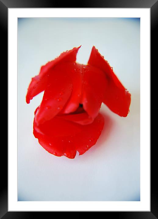 Red Rose PD Framed Mounted Print by Pratik Darji