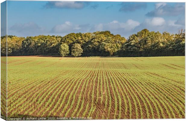 New Wheat at Wycliffe Canvas Print by Richard Laidler