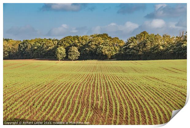 New Wheat at Wycliffe Print by Richard Laidler