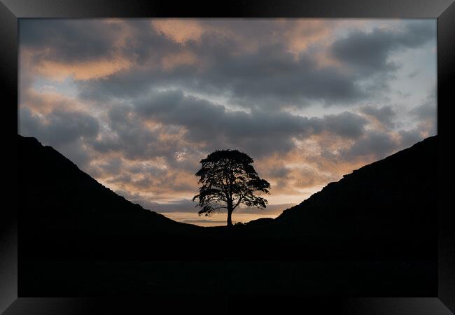 Sycamore Gap Framed Print by Picture Wizard