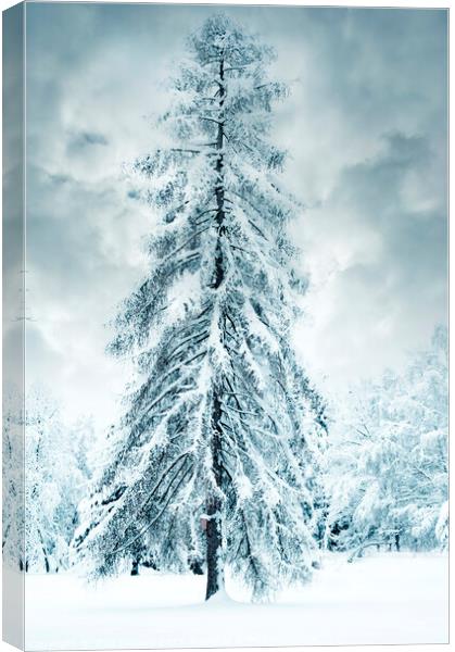 Winter fairy-tale tree Canvas Print by Jitka Saniova