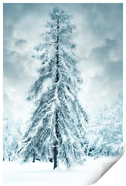 Winter fairy-tale tree Print by Jitka Saniova