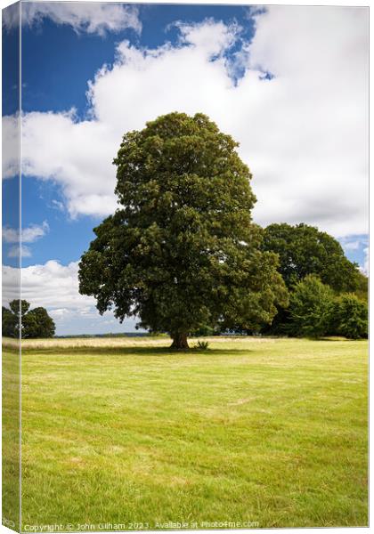 A mature tree in full leaf in an English meadow Canvas Print by John Gilham