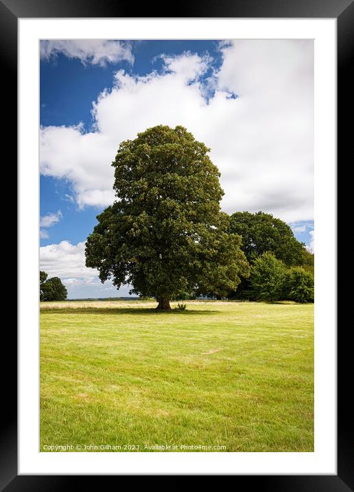 A mature tree in full leaf in an English meadow Framed Mounted Print by John Gilham