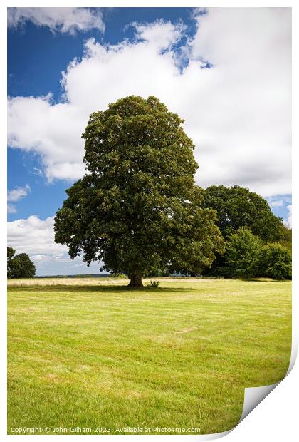 A mature tree in full leaf in an English meadow Print by John Gilham