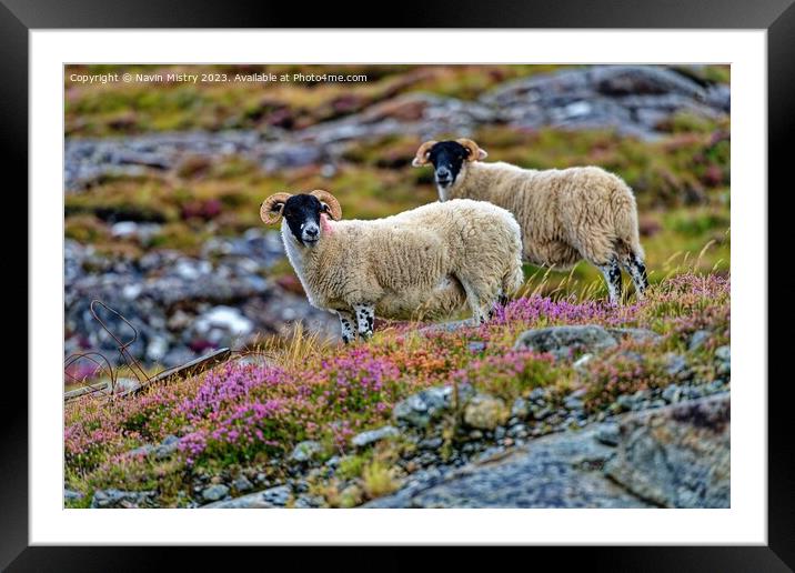 Scottish Black Face Sheep, Isle of Harris.  Framed Mounted Print by Navin Mistry
