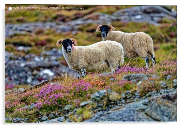 Scottish Black Face Sheep, Isle of Harris.  Acrylic by Navin Mistry