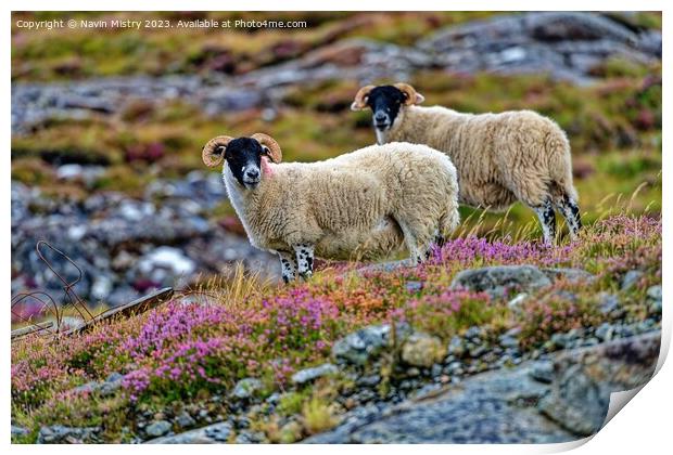 Scottish Black Face Sheep, Isle of Harris.  Print by Navin Mistry