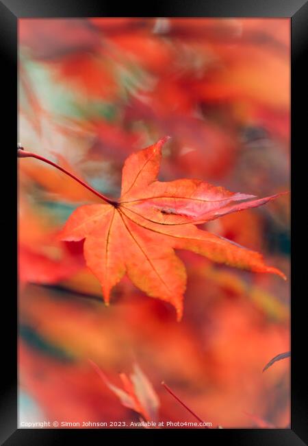 Autumn acer leaf Framed Print by Simon Johnson