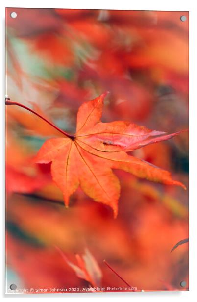 Autumn acer leaf Acrylic by Simon Johnson
