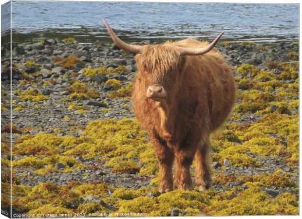 A highland cow standing on a beach  Canvas Print by Teresa James