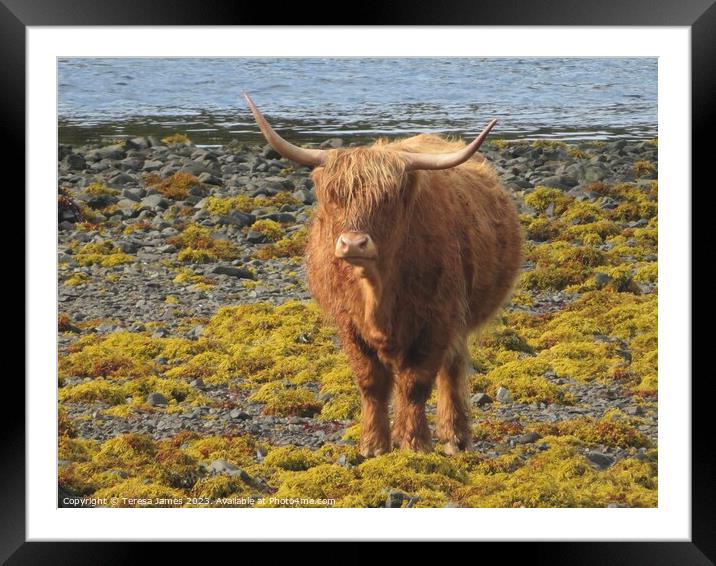 A highland cow standing on a beach  Framed Mounted Print by Teresa James