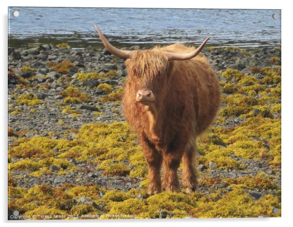 A highland cow standing on a beach  Acrylic by Teresa James