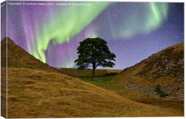 Sycamore gap with Northern lights  Canvas Print by Andrew Heaps