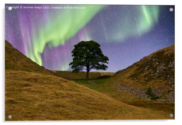 Sycamore gap with Northern lights  Acrylic by Andrew Heaps