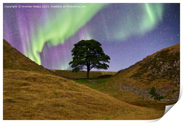 Sycamore gap with Northern lights  Print by Andrew Heaps