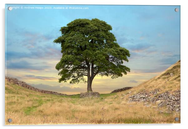 Sycamore gap  Acrylic by Andrew Heaps