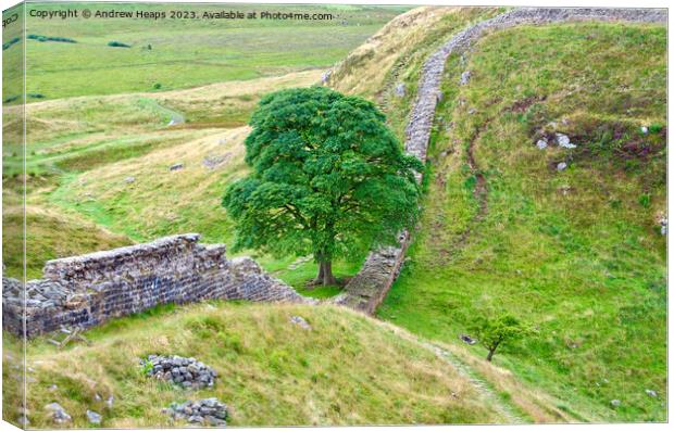Majestic Sycamore Gap Canvas Print by Andrew Heaps