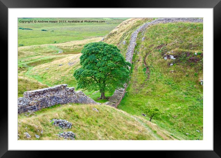 Majestic Sycamore Gap Framed Mounted Print by Andrew Heaps