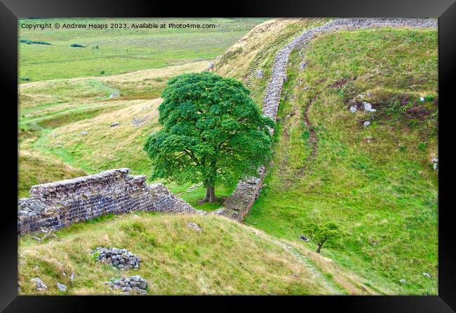 Majestic Sycamore Gap Framed Print by Andrew Heaps