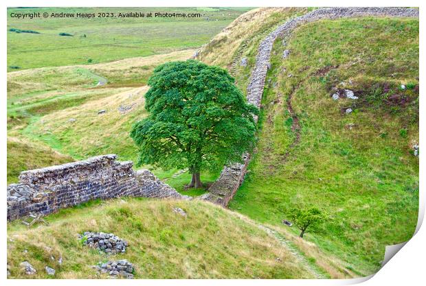 Majestic Sycamore Gap Print by Andrew Heaps