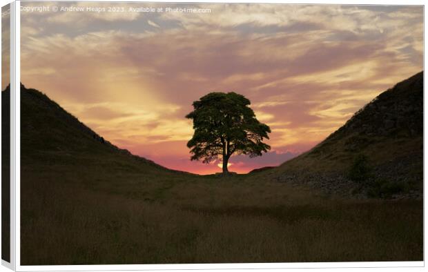 Majestic Sycamore Gap silhouette Canvas Print by Andrew Heaps