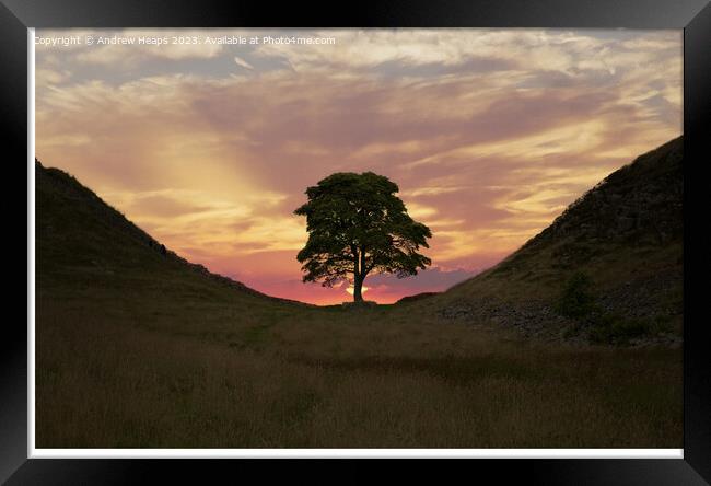 Majestic Sycamore Gap silhouette Framed Print by Andrew Heaps